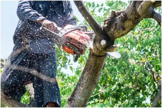 tree services Oreland